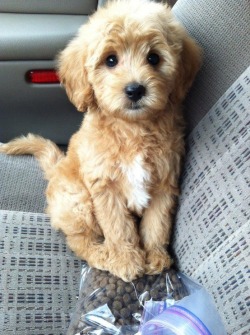 girl-next-d-i-o-r:  How cute are you?! Omg. Can someone tell me what kind of dog this is??