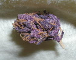 Purple Swag
