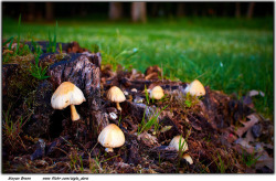 shipple:  Mushrooms by Moyan_Brenn on Flickr.