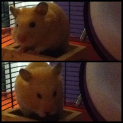My son 🐹😊 #hamster #baby #love #chubby  (at Edge Castle )