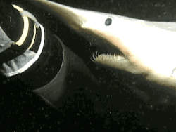 ccshugar:  sugar-nextdoor:   GOBLIN SHARKS  NOPE. NOT REAL. I REFUSE IT.  O_O WTF?! 