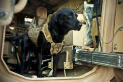 soldierporn:  Curator’s Choice: November 2012. soldierporn:  A perch for Paris. Paris, a coalition force military working dog, stands in a tactical vehicle during a patrol stop in Afghanistan’s Farah province, Nov. 24, 2012.  [One of Sergeant Pete