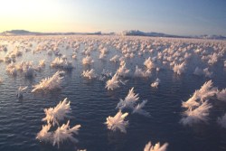 Frost Flowers Blooming in the Arctic Ocean  Here’s a magical view of “frost flowers” blooming over the surface of the Arctic Ocean. Frost flowers form when newly formed ice “sublimates,” or changes directly from a solid to a gas without going