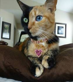 jehovahs:  ihaveasthma:  cats that have faces like this with the colors split down the middle means that there were two cats in the mummy cats womb that merged together in the early stages of fertilization.  it’s actually called a chimera and is when