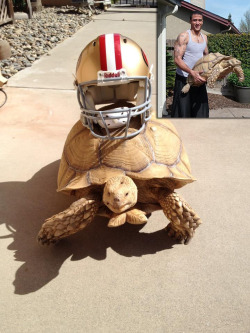 bleacherreport:  49ers QB Colin Kaepernick and his 115-pound pet tortoise named Sammy.