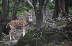 Forest vision (Spotted Deer, Kathmandu, Nepal)