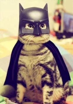 Another cat-batman.