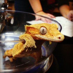 nah-br0:  #lizards #geckos #crestedgeckos #reptiles #zoology