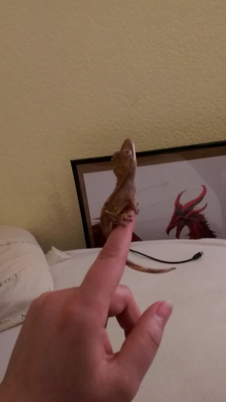 kai-ni:akrakenstolemyguinness:My gecko got crazy obsessed with the ceiling.  Lil