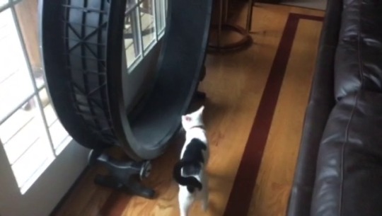 officialfist: foxy-filly: I’m sorry, we need to take a short break from horses to appreciate that my boyfriend’s cat has a treadmill, and she will only run on it if she has an audience. This is really important 